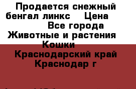 Продается снежный бенгал(линкс) › Цена ­ 25 000 - Все города Животные и растения » Кошки   . Краснодарский край,Краснодар г.